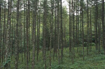 有限会社エスネット